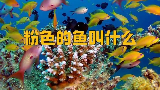 市場常見粉紅色的魚