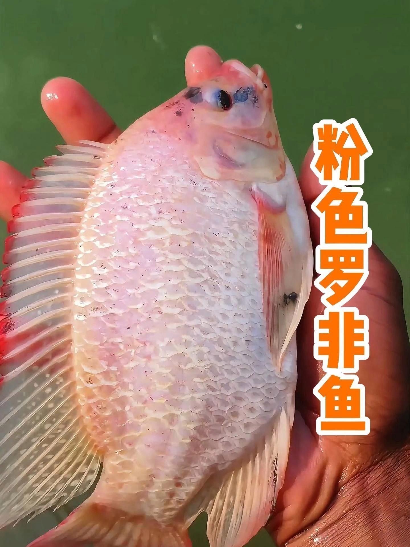 市場常見粉紅色的魚