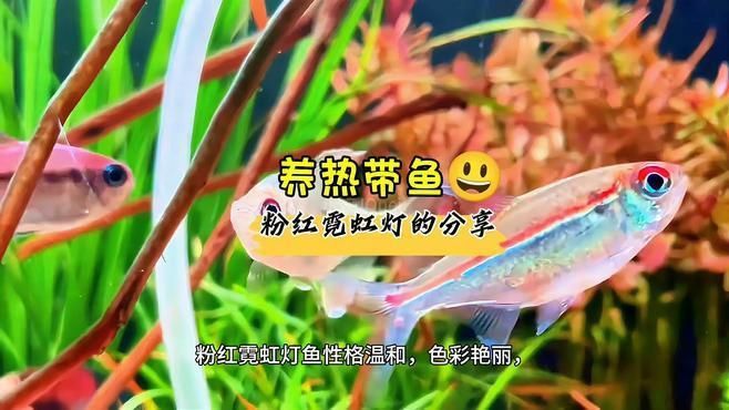 市場常見粉紅色的魚