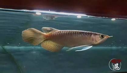 龍魚5號(hào)藥能控制蛋白蟲么：龍魚5號(hào)藥可以控制蛋白蟲嗎？ 龍魚5號(hào)藥能控制蛋白蟲么：龍魚5號(hào)藥可以控制蛋白蟲嗎？ 龍魚百科 第3張