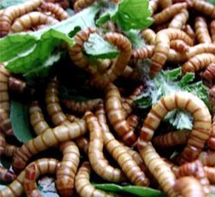 龍魚黃粉的作用（黃粉在養(yǎng)殖龍魚的過程中起到了重要的作用）