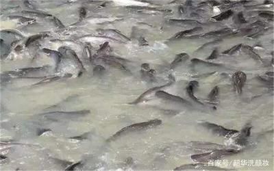養(yǎng)紅龍魚用什么燈：養(yǎng)紅龍魚用啥樣燈光好？全面解析紅龍魚燈光選擇指南 養(yǎng)紅龍魚用什么燈：養(yǎng)紅龍魚用啥樣燈光好？全面解析紅龍魚燈光選擇指南 龍魚百科 第2張