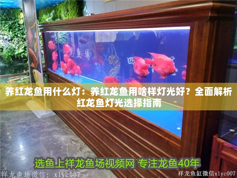 養(yǎng)紅龍魚用什么燈：養(yǎng)紅龍魚用啥樣燈光好？全面解析紅龍魚燈光選擇指南 養(yǎng)紅龍魚用什么燈：養(yǎng)紅龍魚用啥樣燈光好？全面解析紅龍魚燈光選擇指南 龍魚百科 第1張