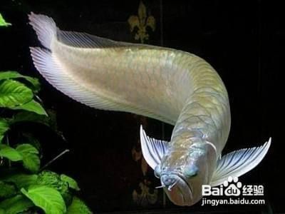 龍魚吃完東西就趴缸的原因（龍魚吃完東西后趴缸可能由多種因素引起，以下幾個主要原因）