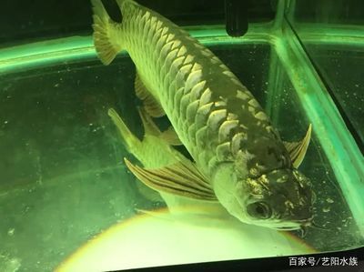 龍魚吃完東西就趴缸的原因（龍魚吃完東西后趴缸可能由多種因素引起，以下幾個主要原因）