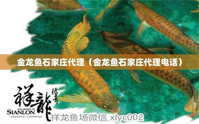 石家莊紅龍魚種植基地（石家莊有紅龍魚種植基地嗎？）
