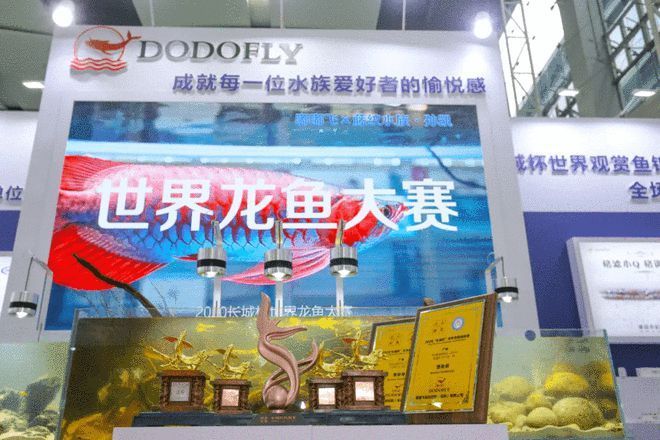 龍魚濾材推薦品牌有哪些：龍魚濾材品牌性價(jià)比對比龍魚濾材的日常維護(hù)技巧