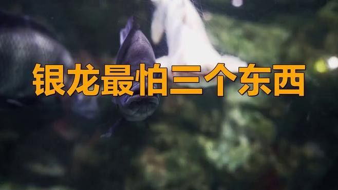 銀龍魚應(yīng)該怎么養(yǎng)活呢