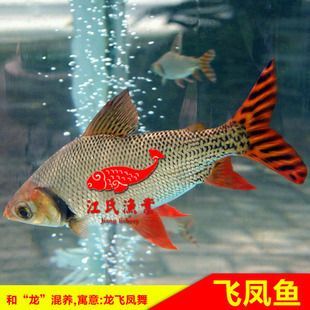 龍魚和飛鳳魚一起養合適嗎：龍魚和飛鳳魚一起養合適嗎,