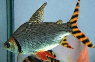 龍魚和飛鳳魚一起養合適嗎：龍魚和飛鳳魚一起養合適嗎,