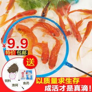 龍魚(yú)吃的活魚(yú)怎么處理：如何處理龍魚(yú)吃的活魚(yú)