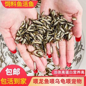 龍魚(yú)吃的活魚(yú)怎么處理：如何處理龍魚(yú)吃的活魚(yú)