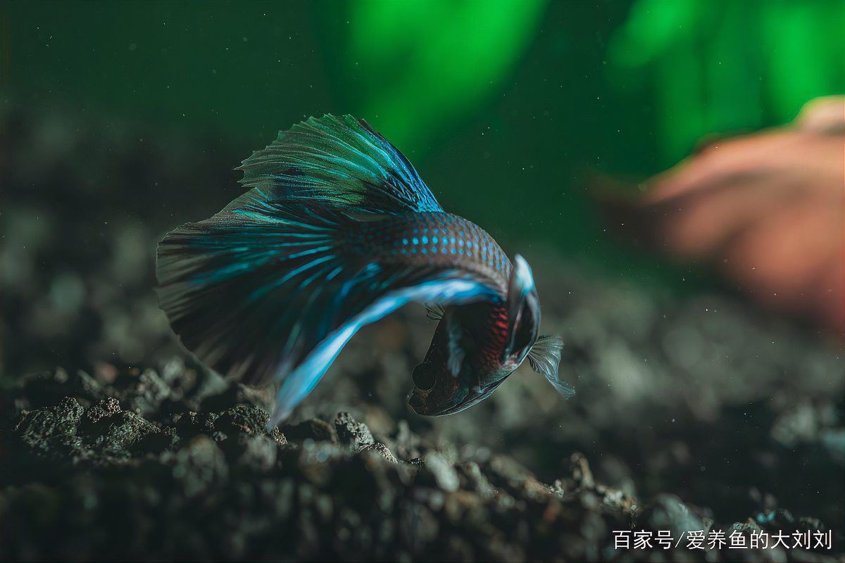 如何避免招財(cái)貓魚和龍魚爭(zhēng)斗？