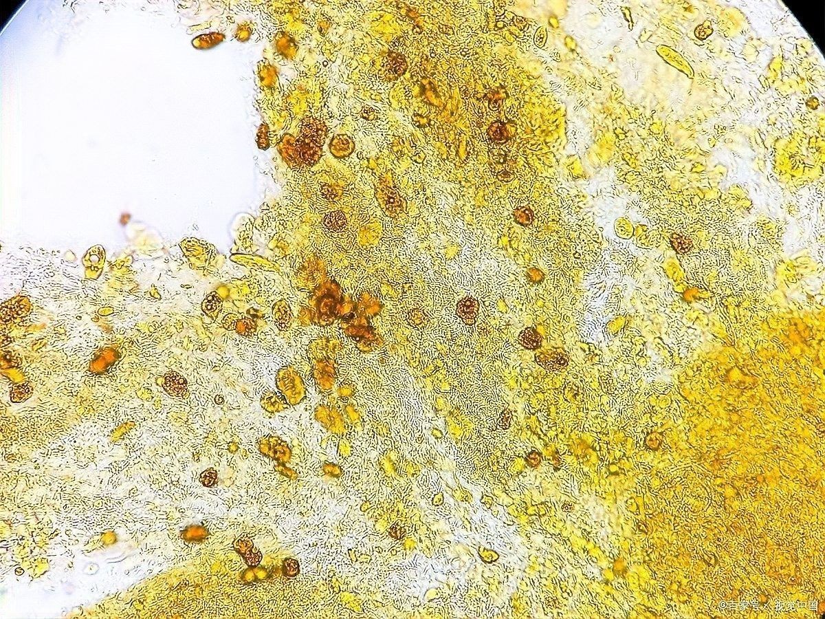 龍魚拉黃便怎么回事