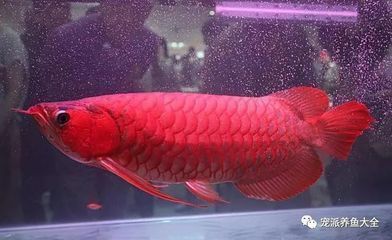 金龍魚紅龍魚銀龍魚能混養嗎（金龍魚、紅龍魚和銀龍魚可以混養嗎）