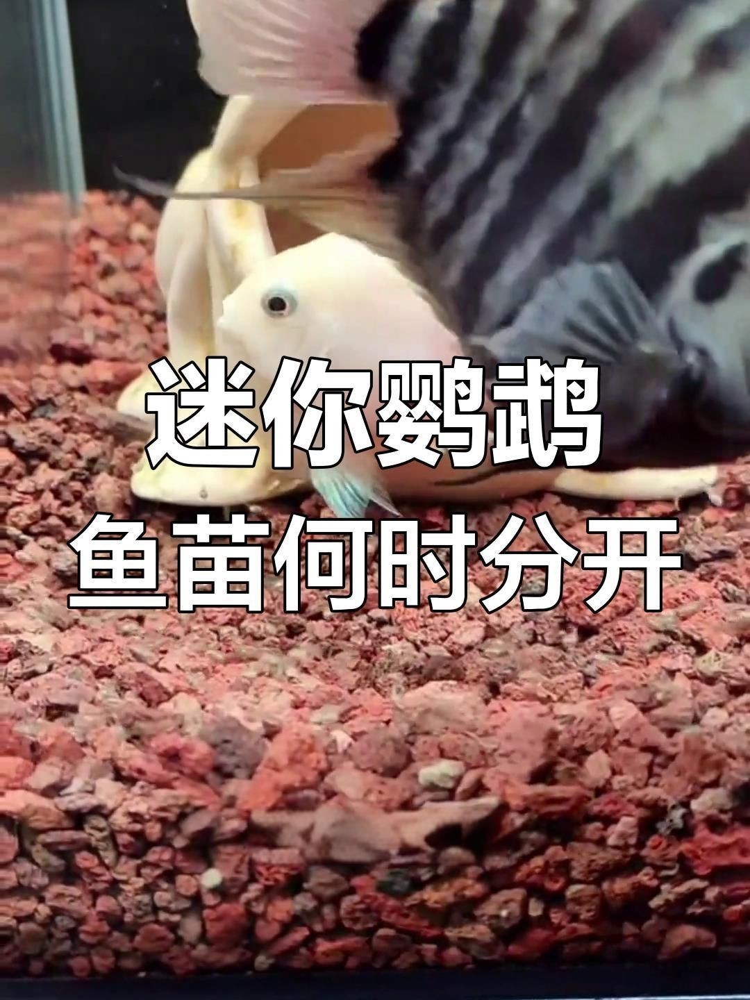 迷你鸚鵡多久分開小魚