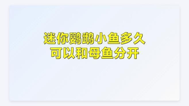 迷你鸚鵡多久分開小魚