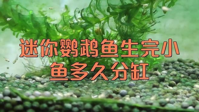 迷你鸚鵡多久分開小魚