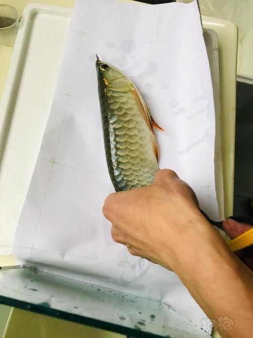 龍魚麻醉運輸方法有哪些圖片