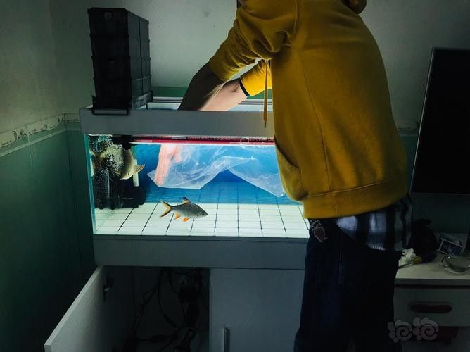 龍魚麻醉運輸方法有哪些圖片