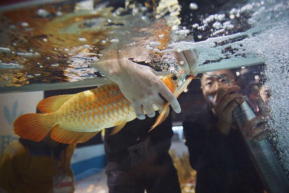 龍魚麻醉運輸方法有哪些圖片