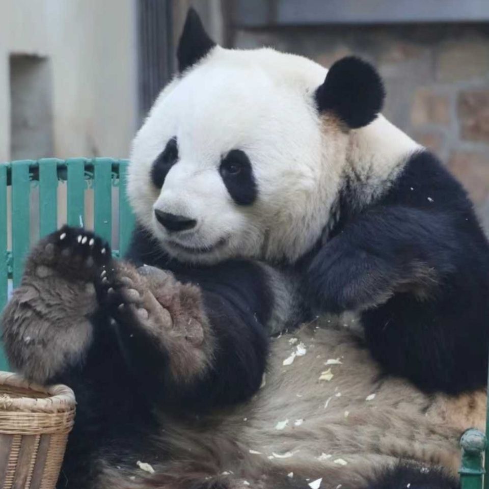 金虎最怕的5種東西