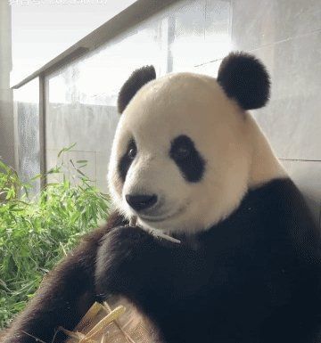 金虎最怕的5種東西