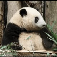 金虎最怕的5種東西