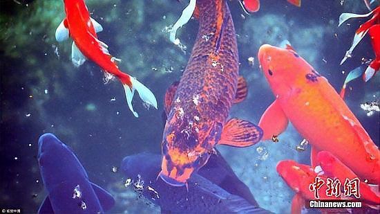 大湖龍魚是什么意思網絡用語