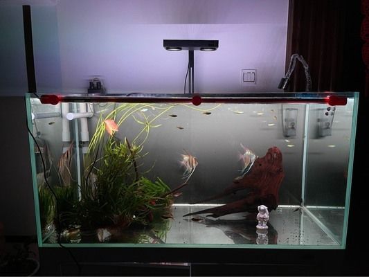 彩蝶埃及缸可以養龍魚嗎視頻：關于彩蝶埃及缸養龍魚的問題