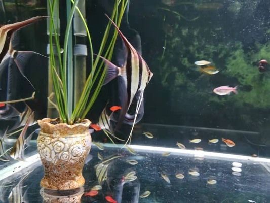 彩蝶埃及缸可以養龍魚嗎視頻：關于彩蝶埃及缸養龍魚的問題