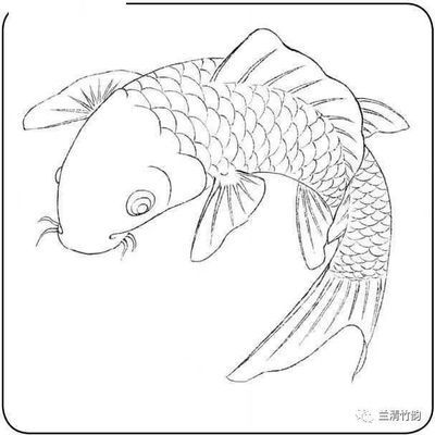 非洲十間魚和金龍魚能混養嗎：非洲十間魚和金龍魚是否適合混養