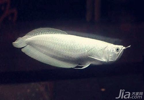 如何判斷白金龍魚是否純種？