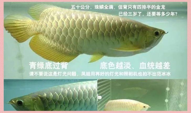 如何判斷白金龍魚是否純種？