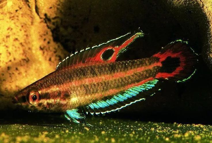 馬來西亞市場常見魚類