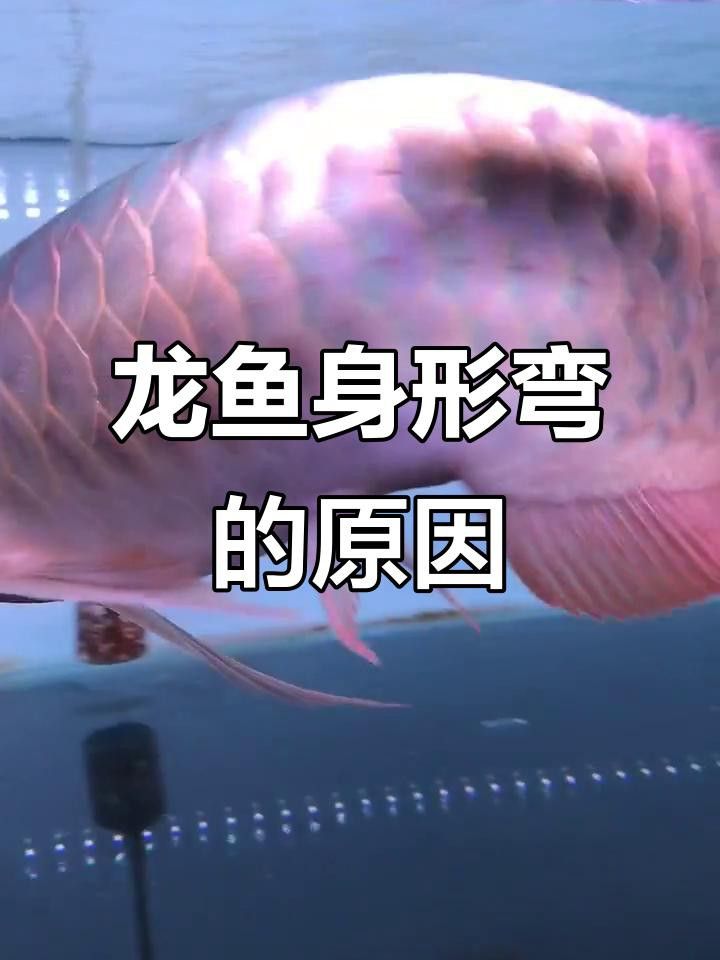 龍魚身體彎曲需要多久才能恢復？