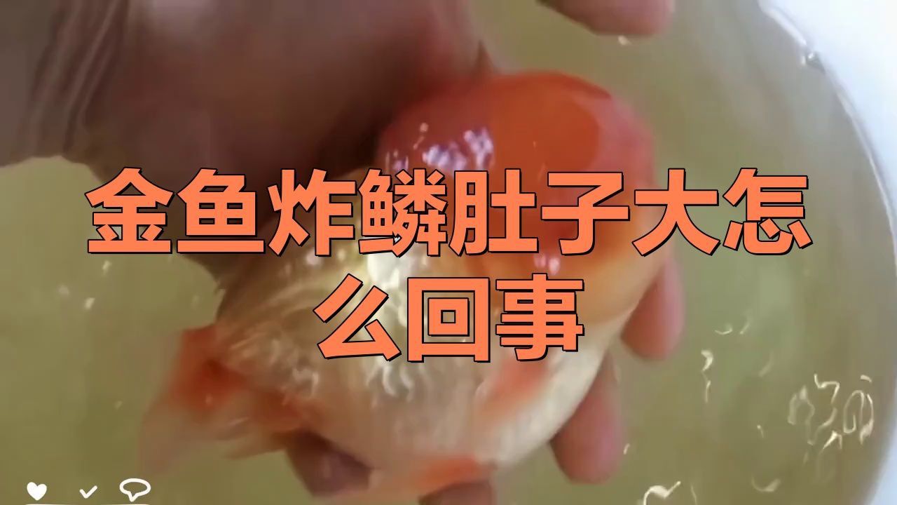 如何判斷金魚是否患有松鱗病？