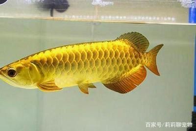 金龍魚要求的水質(zhì)，金龍魚對(duì)水質(zhì)的要求