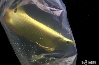 龍魚缸多寬最好養：龍魚養殖技術——龍魚的打氧管理