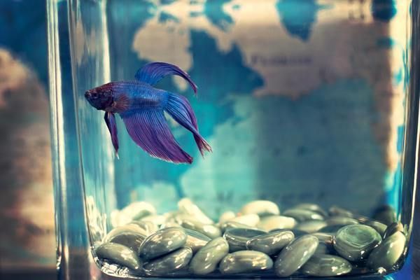紅龍魚怎么區分戰車和航母（“戰車”和“航母”并不是官方認可的品種名稱而是愛好者們）