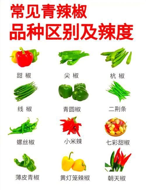 辣椒品種展示圖片