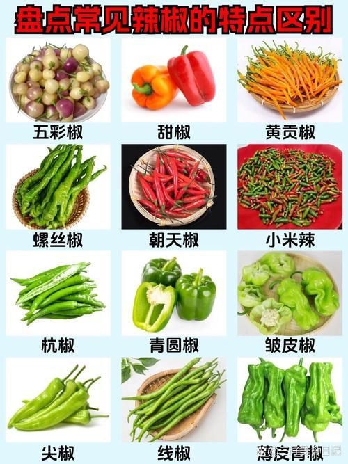 辣椒品種展示圖片
