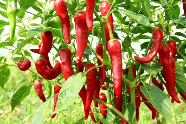 辣椒品種展示圖片