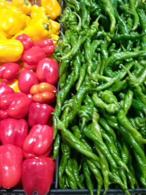 辣椒品種展示圖片