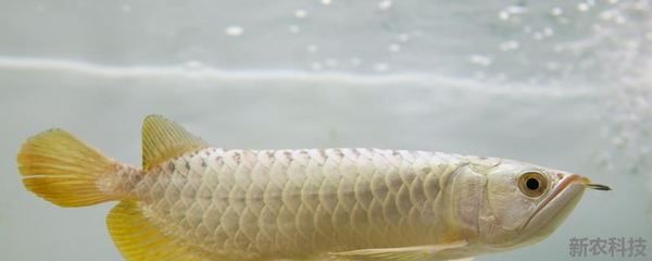 金龍魚吃什么有助于發(fā)色好：金龍魚吃什么發(fā)色好金龍魚吃什么發(fā)色最好