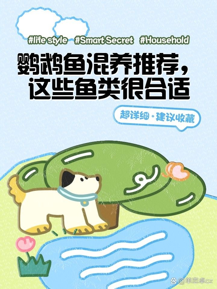 鸚鵡魚能和銀龍魚混養嗎圖片大全視頻