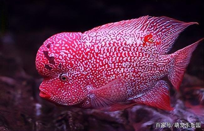 鸚鵡魚能和銀龍魚混養嗎圖片大全視頻