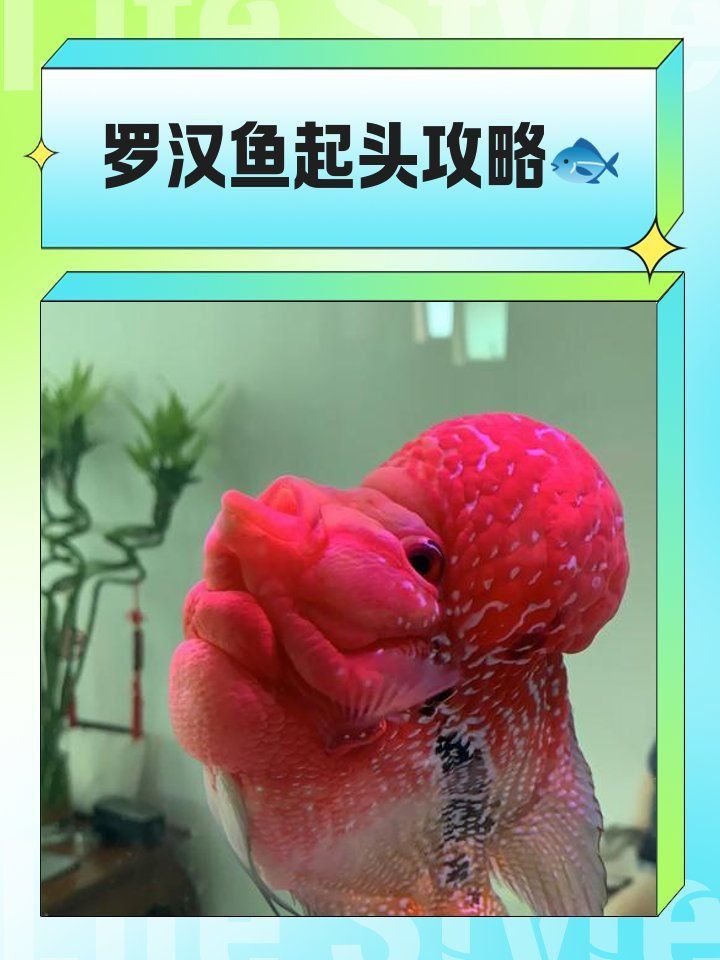 羅漢魚進(jìn)貨最簡(jiǎn)單三個(gè)步驟