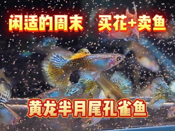 龍魚可以和孔雀魚混養嗎圖片欣賞
