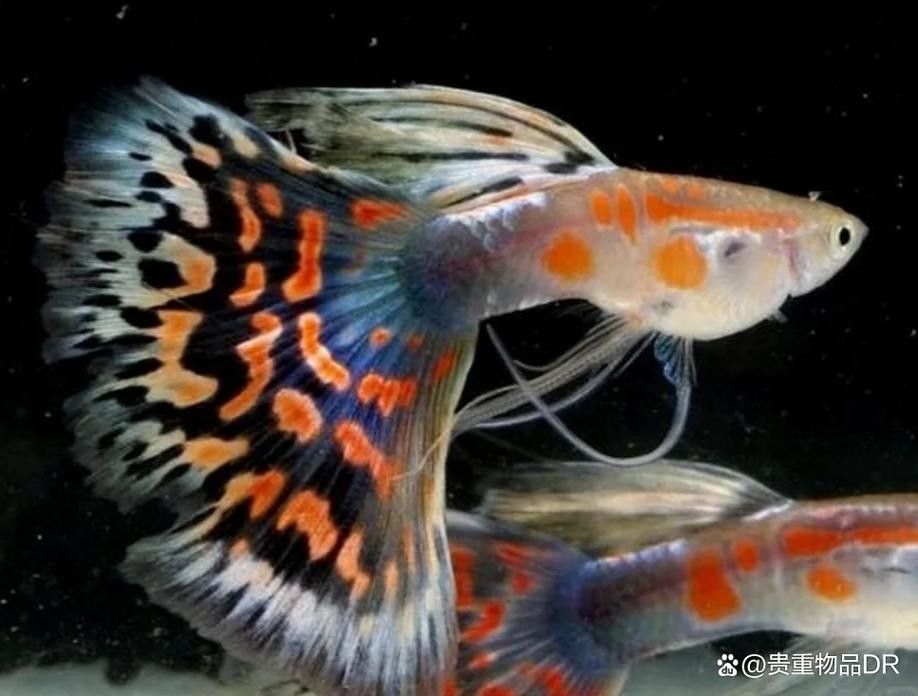 龍魚可以和孔雀魚混養嗎圖片欣賞